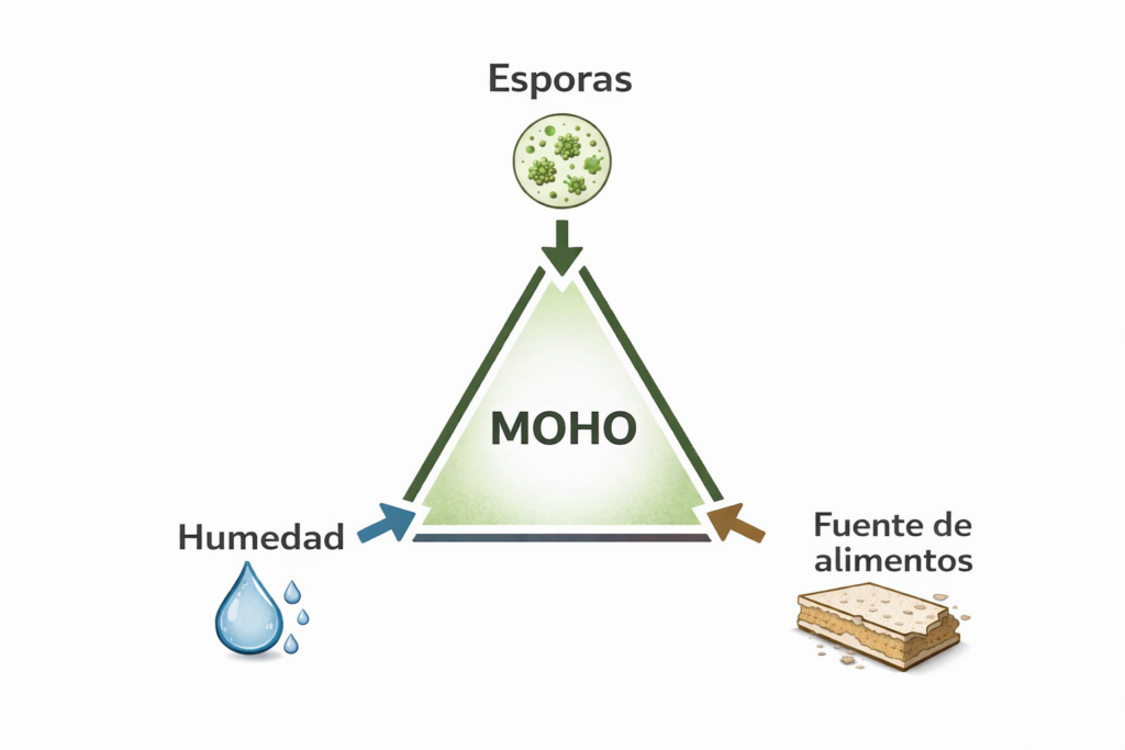 Triángulo del crecimiento del moho mostrando esporas, humedad y fuente de alimentos como los tres factores necesarios para que el moho crezca en interiores